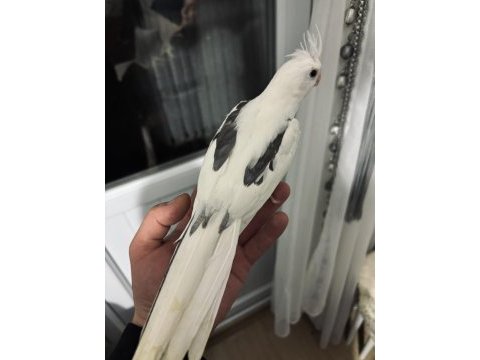 Heavy cf erkekler eşe hazır yaşında kuşlar