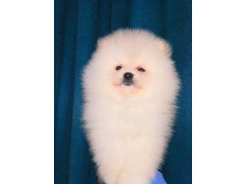 Mükemmel kalite ultra mini pomeranian boy 2kg geçmeyecek