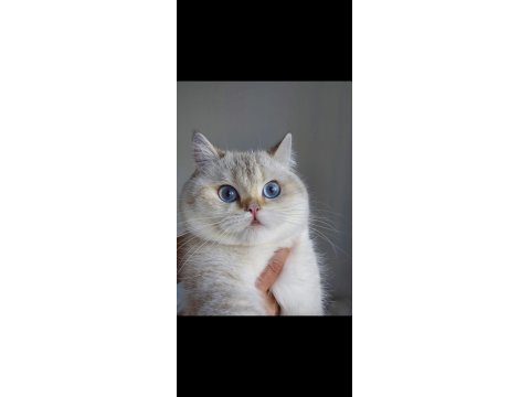 Zeyna british shorthair ny11 33