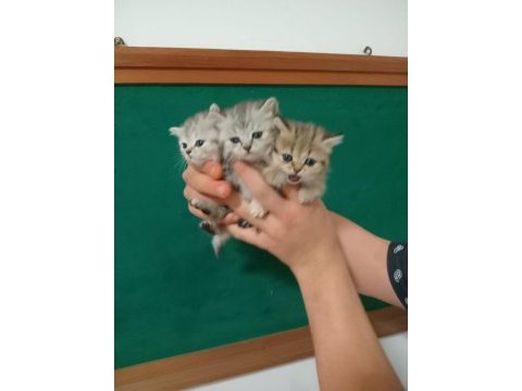 British shorthair 40 günlük yavrular