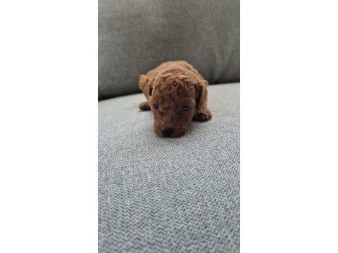 Poodle yavru