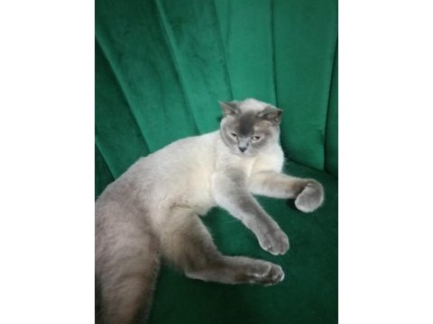 British shorthair blue point