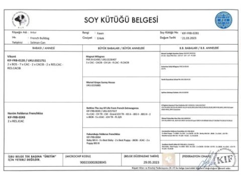 Kıf fcı a class şecereli fransız bulldog
