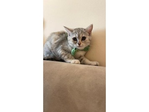 British shorthair melezi
