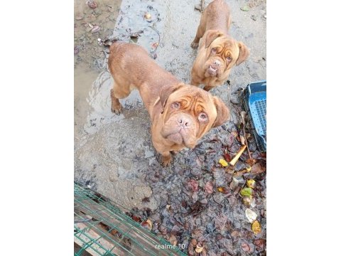 Messinin köpeği fransız mastiff