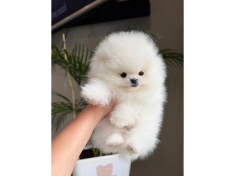 Teacüp pomeranian boo
