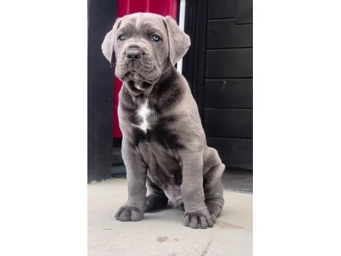 Son derece sağlıklı ve kaliteli cane corso bebekler