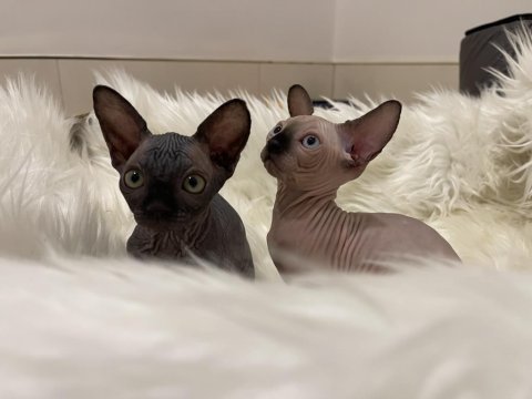 Sphynx sfenks dişi erkek