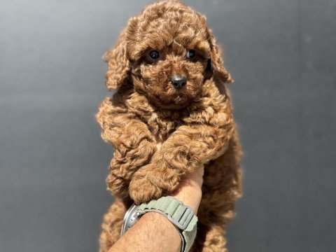 Ruhsatlı çiftlikde ziyarete açık toy poodle yavrular