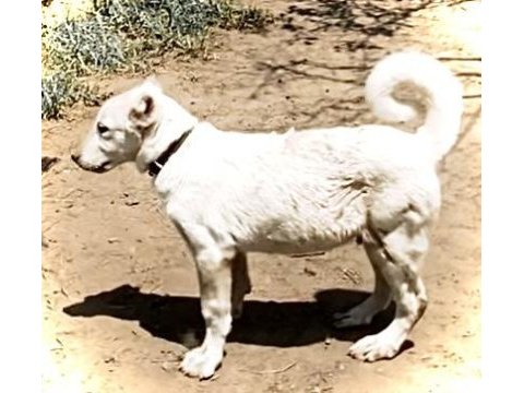 Yavru akbaş çoban köpekleri, şecereli a kalite