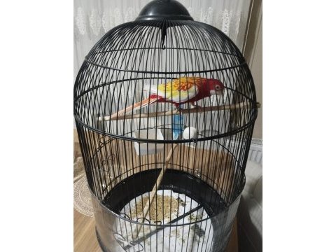 Sarı kırmızı rozella papağanı
