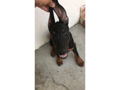 Sahiplendirme doberman