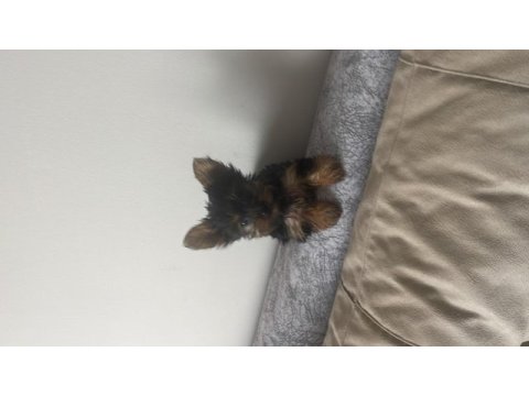 Safkan minik prenses minik prens yorkshire terrier