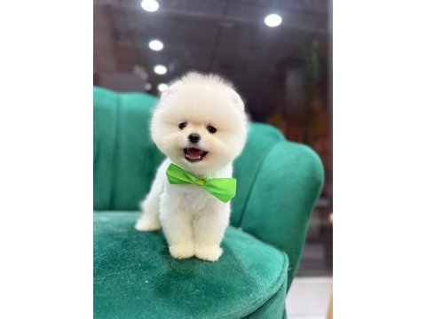 Ayı surat teddy bear boo yavrular