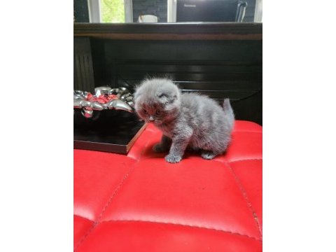 Scottish fold safkan yavrular