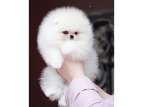 Pomeranian boo yavruları