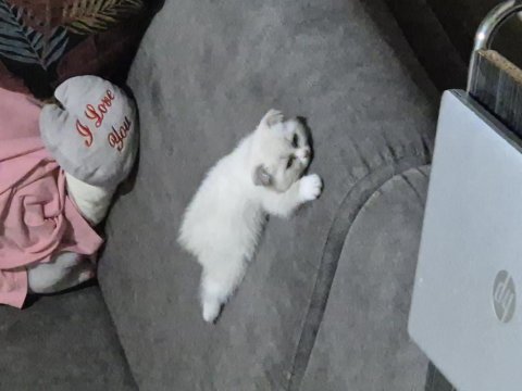 Scottish fold ve blue point kırması bebek