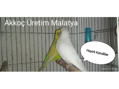 Eğitmelik yavrular ve hazır çift muhabbet kuşları