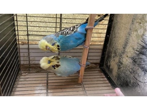 Show jumbo çift muhabbet kuşu