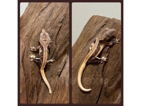 Yavru crested geckolar