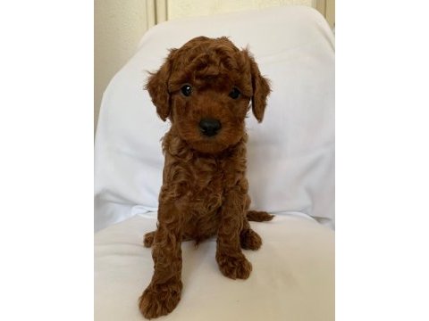 Kaliteli orjinal toy poodle yavrularımız