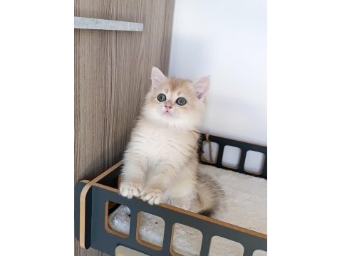 Blue golden erkek yavru british shorthair
