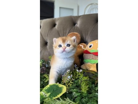 Yüksek kalite golden british shorthair bebeğim