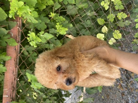 Apricot poodle erkek