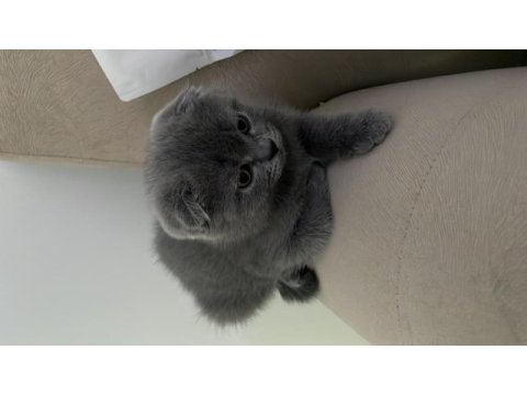 2.5 aylık scottish fold sadece izmir
