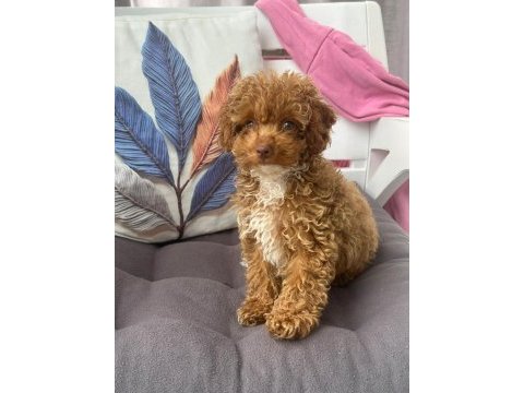 3 buçuk aylık dişi toy poodle