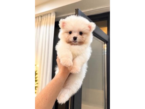 Pomeranian teddy face 