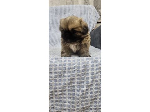 Pekinez köpeğimiz yeni yuvasını bekliyor