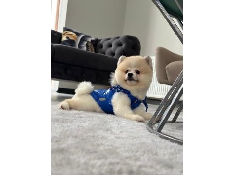 Erkek pomeranian boo party colour