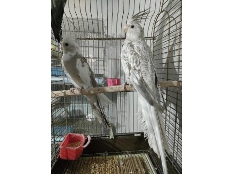 Wifi yavru sultan papağanı