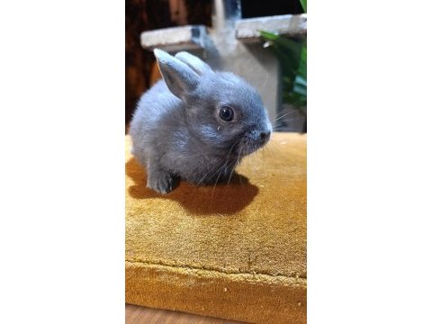Holanda lop mini lop cüce tavşanlar