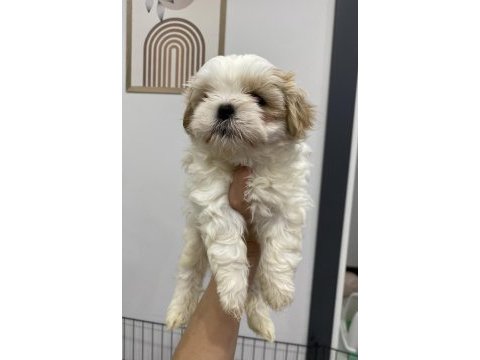 Muhteşem güzellikteki shih tzu yavrularım