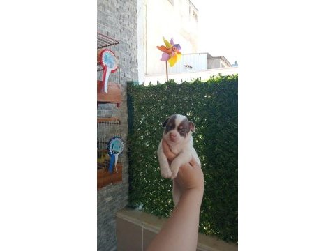 Anotomısı soz konusu bıle olmayan şivava bebeklerım