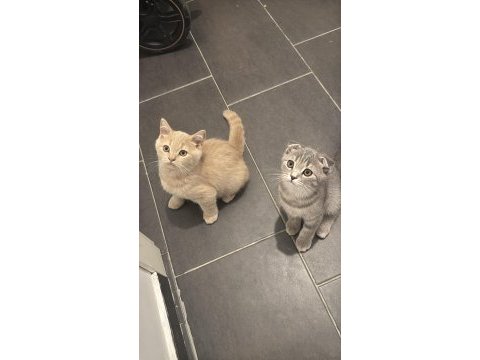 Tatlı bebek kediler