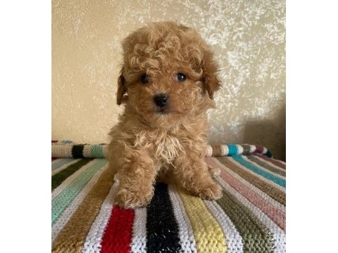 Kore maltipoo