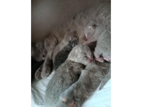 Scottish fold yavrularımız rezerveye açıktır