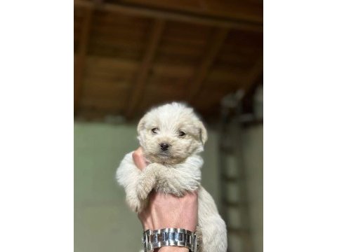 Orijinal kilo garantili maltipoo bebekler