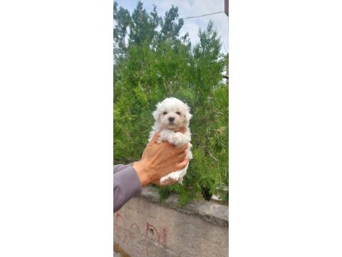 Süper kalite maltese