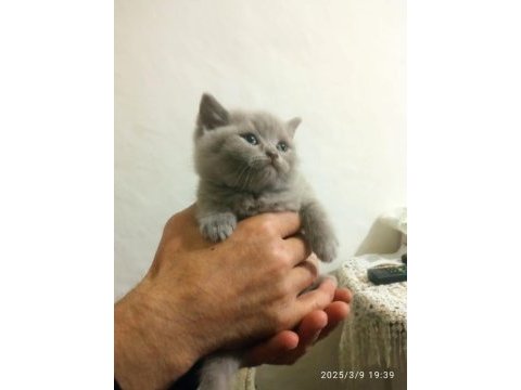 British shorthair renk renk yeni yavrular