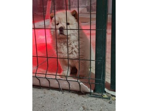 Ayı surat dev adayı 2 aylık çin aslanı bebekler