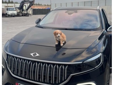 2 aylık dişi maltipoo