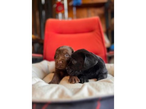 Mükemmel kalitede labrador bebeklerimiz için acele edin
