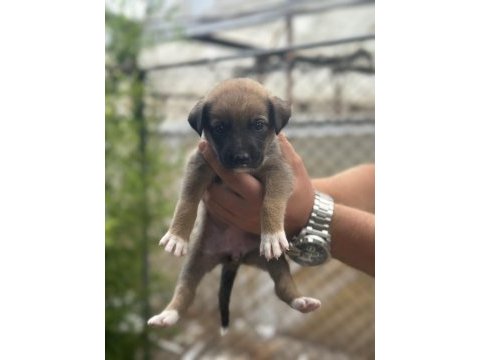 Malinois yavruları yalova