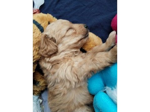 0 numara maltipoo erkek yavru 45 günlük ücretli