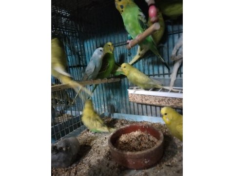 Yavru muhabbet kuşu vardır