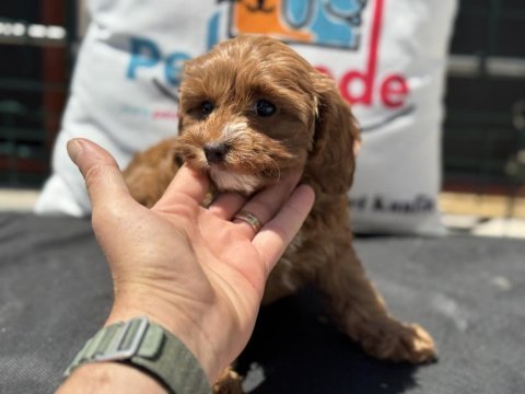 Wc eğitimli kore maltipoo yavrumuz ziyarete açık
